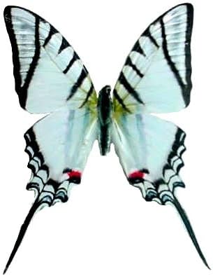 Mounted Zebra Swallowtail Butterfly Table Top Display (4" x 4" x 5.5")