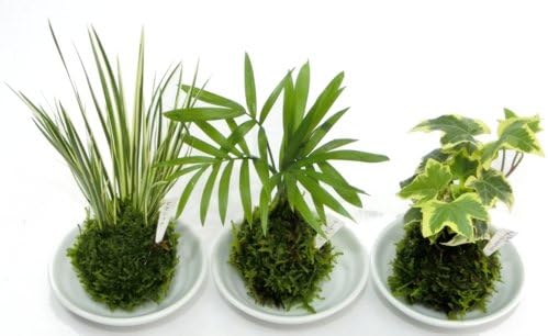 2寸苔玉3種セットセキショウ テーブルヤシ アイビー B004t8fgc6 922円 人気海外一番 100 品質保証 全品送料無料 即日出荷 Sale開催中