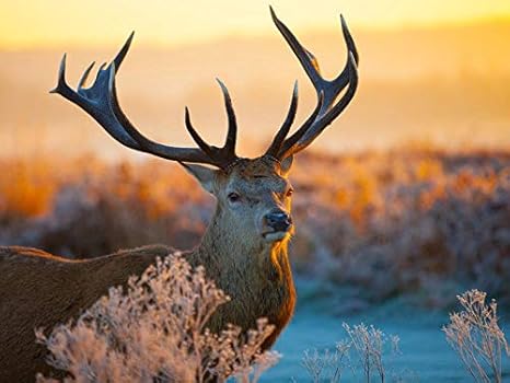 Amazon Co Jp 芸術はポスターを印刷します 鹿の枝日光角鼻 キャンバスの 写真 ポスター 印刷 80cmx60cm ホーム キッチン