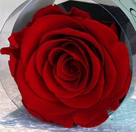 Rubis-Rose Rosa eterna ROJA: Amazon.es: Hogar