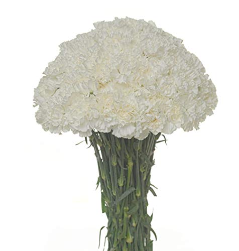 FlowerPrime 100 White Carnations - fresh natural cut flowers