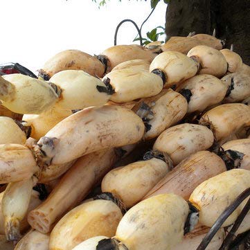 5pcs/Bag Lotus Root Seeds Chinese Vegetable Lotus Root Seeds Aquatic Vegetable Plants Seeds