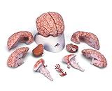 3B Scientific Deluxe Brain w/Arteries 9-Part