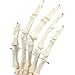 Human Hand and Wrist Skeleton Model on Base Stand, Articulating - Anatomical Model | White, 4.25 x 10 x 4.25 Inches