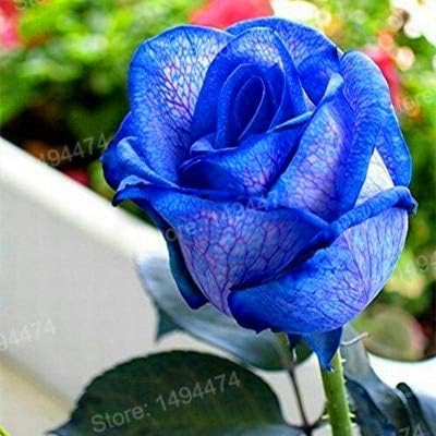 Sump De Rosier Grimpant Fleurs Graines Pour Le Jardinage Beau Bleu Amazon Fr Jardin