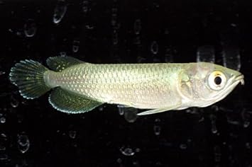 Amazon ノーザンバラムンディ Smサイズ ピーデー熱帯魚センター 観賞魚 水中生物 通販