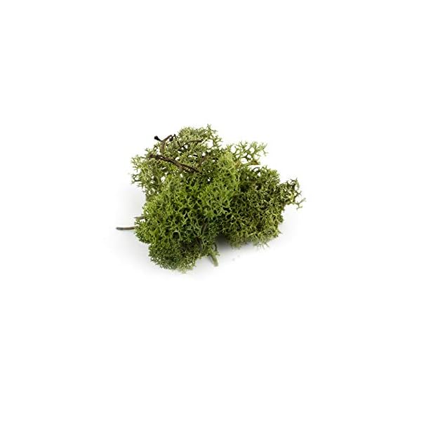 War World Scenics Lichen Flechte Modell Moos Laub Multipacks 3 x 20g (HellgrÃ¼n, DunkelgrÃ¼n, Braun) - Railway Wargame Tabletop GelÃ¤nde Landschaft Baum Busch Hecke Diorama Basing – Bild 8