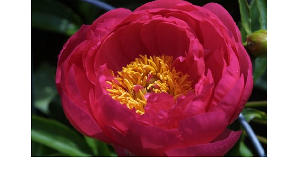 Amazon Com Appled Ebook Emborgo Maritess Kindle Store