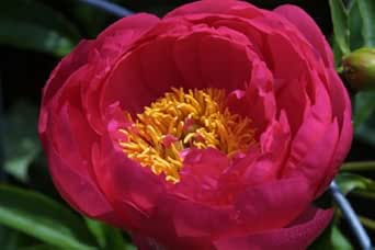 Amazon Com Appled Ebook Emborgo Maritess Kindle Store