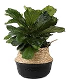 Costa Farms Live Ficus Lyrata, Fiddle-Leaf Fig, Indoor Tree, 2-Feet Tall, Ships in Décor Planter, Fresh From Our Farm