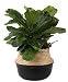 Costa Farms Live Ficus Lyrata, Fiddle-Leaf Fig, Indoor Tree, 2-Feet Tall, Ships in D&eacute;cor Planter, Fresh From Our Farm primary