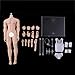 Flameer 1/6 Steel Skeleton Male Muscular Seamless Figure Strong Body & Accessories - Normal Skin