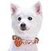 Blueberry Pet Fall Dog Collar, Small Dog Collar for Female & Male Dogs, Extra Small Dog Collar with Pumpkin Décor, Adjustable for Neck 12