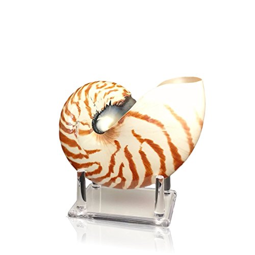 Chambered Nautilus Sea Shell With Lucite Display Stand 5 to 6 Inch - Beach Decor by Tumbler Home