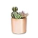 Copper, Rose Gold Succulent Plant Pot - 4 Inch Pot Can Hold Large & Small Succulents, Cactus and Flowers - Cylindrical Modern Design - Rose Gold and Copper for In-Style Look