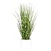 Artificial Plant Dandelion Grass 13