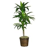 Nearly Natural 48"""" Dracaena w/Basket Silk Plant