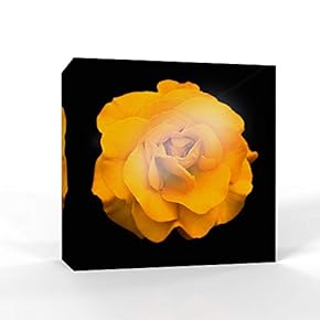 Wall26-Canvas Wall Art-Black Back Ground Flower-Giclee Painting Wall Bedroom Living House Decoration Home Art - 12x12 inches