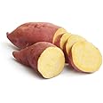 Japanese Sweet Potato Slips for Planting - Yellow Murasaki Sweet Potato Slips - Grow Your Own Sweet Potatos (5 Slips)