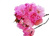 Kwanzan Cherry Tree - Kanzan - Sekiyama Established Roots - Established Roots One Gallon Potted -1 Plants by Growers Solution