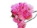 Kwanzan Cherry Tree - Kanzan - Sekiyama Established Roots - Established Roots One Gallon Potted -1 Plants by Growers Solution
