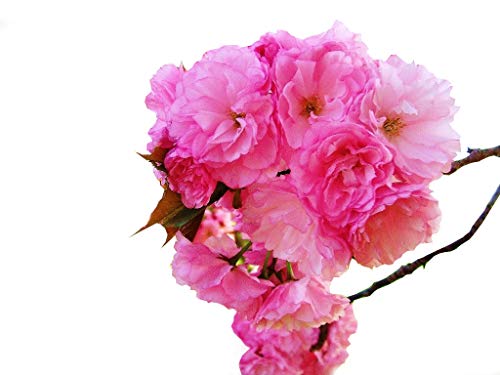 Kwanzan Cherry Tree - Kanzan - Sekiyama Established Roots - Established Roots One Gallon Potted -1 Plants by Growers Solution Kwanzan Cherry Tree - Kanzan - Sekiyama Established Roots - Established Roots One Gallon Potted -1 Plants by Growers Solution