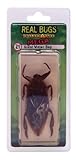 DeAgostini Real Bugs Giant Water Bug