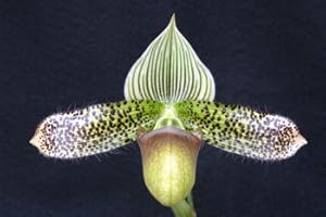THE ORCHID GALLERY Jump Start Sale: 3 Different Orchids grower's Choice