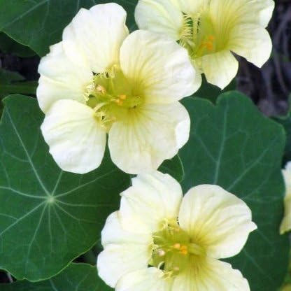 Nasturtium Seeds - Moonlight - Packet - White/Green Flower Seeds, Heirloom Attracts Bees, Attracts Butterflies, Attracts Hummingbirds, Attracts Pollinators, Easy to Grow & Maintain, Fragrant