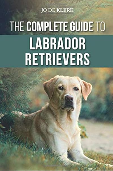 loving labrador retriever