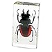 REALBUG Orange Stag Beetle Paperweight (2.9x1.6x1)