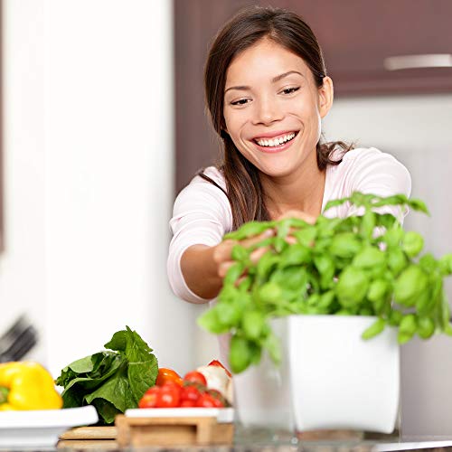 Assortment of 12 Culinary Herb Seeds - Non-GMO | Grow Cooking Herbs: Parsley, Thyme, Cilantro, Basil, Dill, Oregano, Sage & More