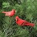 GALLERIE II Cardinal Birds Clip Christmas Xmas Ornament Assortment of 2 A/2 RED