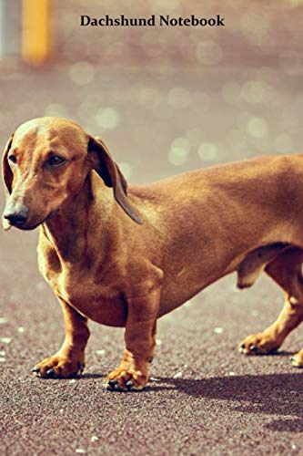 Dachshund Notebook: Small lined Dachshund notebook - Travel Journal to write in - 120 pages - 6"x9"