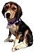 Nylon Puppy Adjustbale Collars Designer for Medium Small Dogs with ID Tag 12