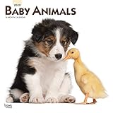 Baby Animals 2020 12 x 12 Inch Monthly Square Wall Calendar, Animals Domestic by 