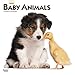 Baby Animals 2020 12 x 12 Inch Monthly Square Wall Calendar, Animals Domestic by 