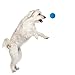 Nerf Dog Tire Ball Dog Toy with Interactive Squeaker, Lightweight, Durable and Water Resistant, 2.5 Inches, for Small/Medium Breeds, Single Unit, Blue