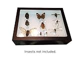 Insect Display Case, 8 x 6 x 3 with glass top