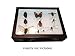 Insect Display Case, 8 x 6 x 3 with glass top