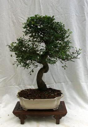 21 Specimen Chinese Elm Bonsai Tree 9ce196 From Hollow Creek Bonsai Buy Online In Brunei At Desertcart 42360200