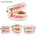 Pevor Dental Teaching Study Adult Standard Typodont Demonstration Teeth Model