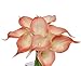 Angel Isabella 10pc set of Real Touch calla lily-Keepsake artificial calla lily with Small Bloom perfect for making bouquet, boutonniere,corsage.Quality keepsake artificial flower (Coral reef Trim)