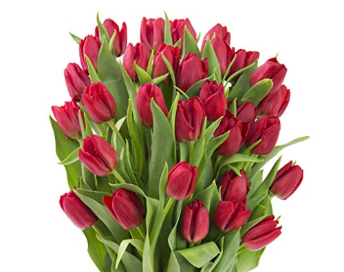 Blooms2Door 30 Red Tulips (Farm-Fresh Flowers, Cut-to-Order, and Homegrown in the USA) - Thumbnail 3