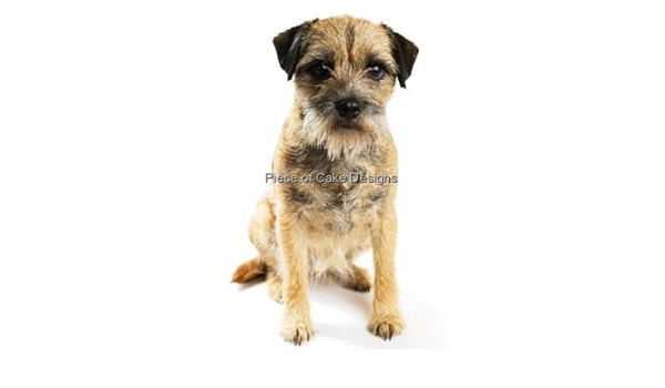 border terrier cake