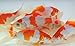 Toledo Goldfish Live Shubunkins and Sarasa Goldfish Combo for Aquariums, Tanks, or Garden Ponds - Live Goldfish - Born and Raised in The USA - Live Arrival (3-4 inch, 24 Fish,12 of Each)