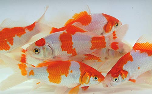 Pond Fish For Sale Only 3 Left At 60