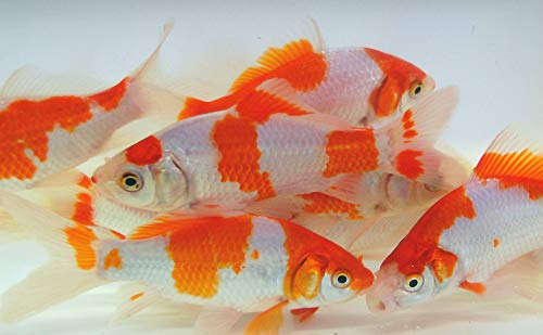 Live Sarasa Goldfish for Aquariums, Tanks, or Garden Ponds - Live Red and White Commons - Born and Raised in The USA - Live Arrival Guarantee (3 to 4 inches, 25 Fish)