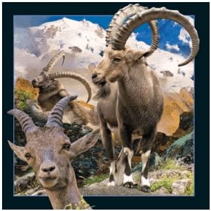 Spectacular 3D magnet - CAPRICORN