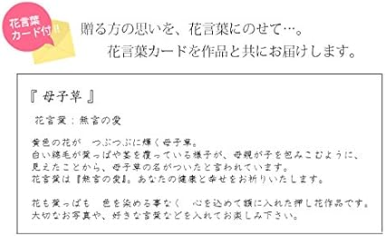Amazon Co Jp 押し花 写真立て ギフト フォトフレーム Pristine Flower プリスティン フラワー 母子草 ホーム キッチン